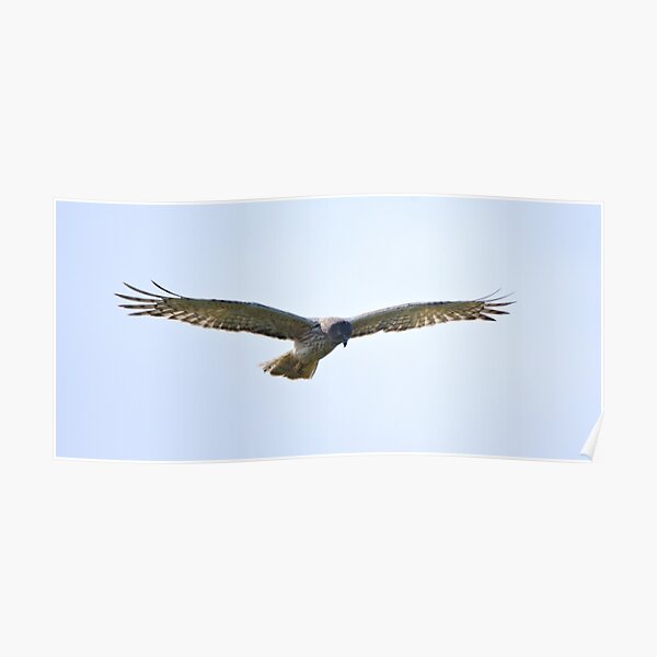 RAPTOR ~ Swamp Harrier by David Irwin Poster