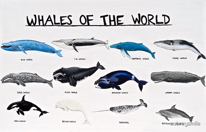 "Whales Of The World Chart" Art Prints by aubreysmile Redbubble