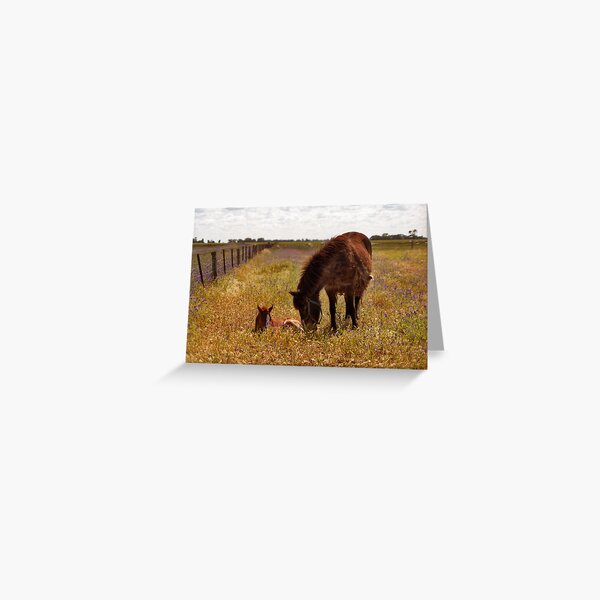 Gypsy and Foal Greeting Card