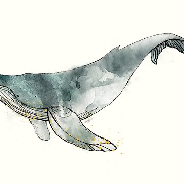 Artwork thumbnail, Humpback Whale by AmyHamilton