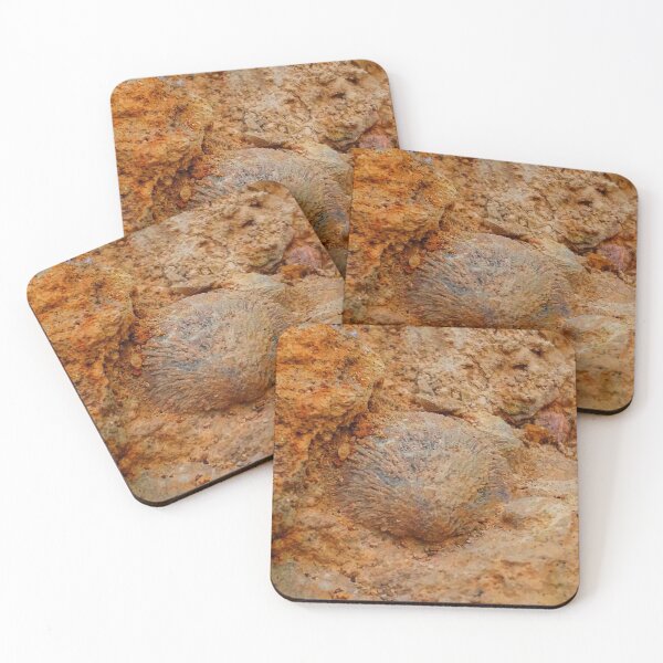 Item preview, Shell Fossil II designed and sold by The Rage Garden.