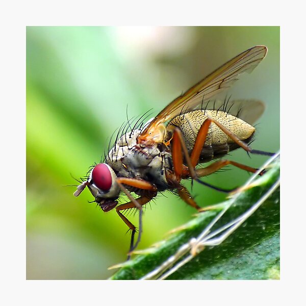 Item preview, Macro Fly designed and sold by HJIrvine.