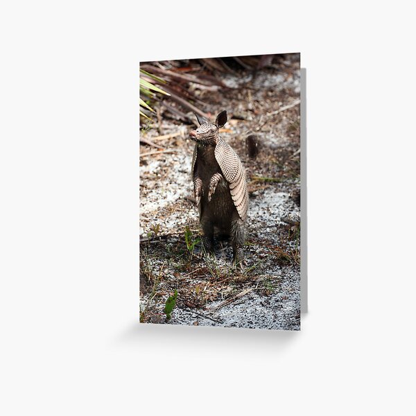 ARMADILLO Greeting Card