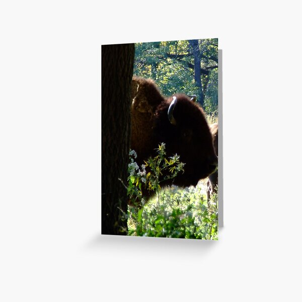 Peek Greeting Card