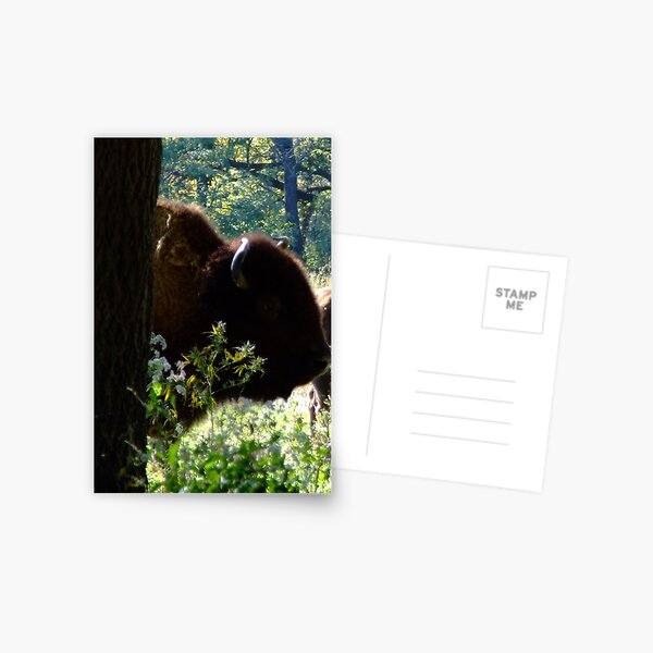 Peek Postcard
