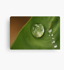 morning dew on leaf Canvas Print