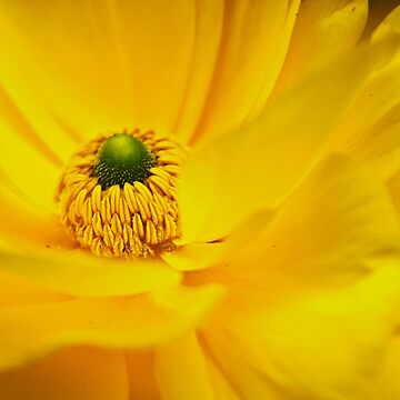 Artwork thumbnail, Yellow Within by littleoldhag