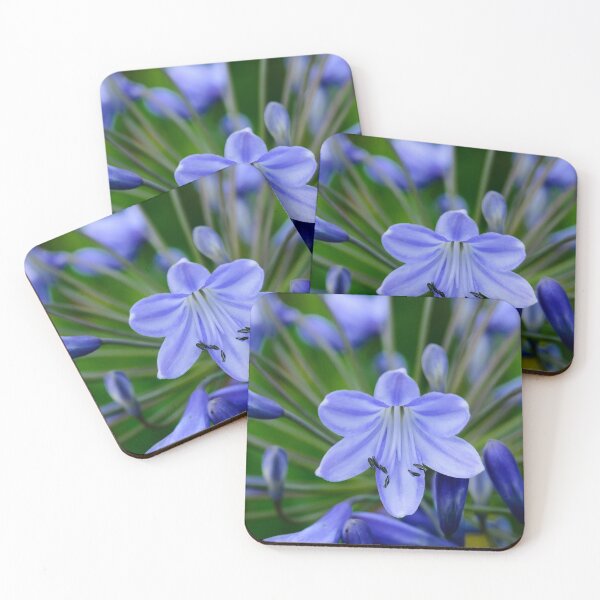 Item preview, Agapanthus flower head designed and sold by AndrewJonesFoto.