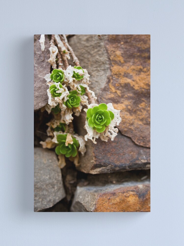 Thumbnail 2 of 3, Canvas Print, Green & Pleasant designed and sold by littleoldhag.