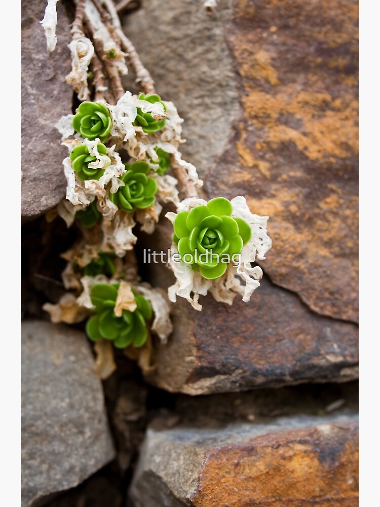 Thumbnail 3 of 3, Canvas Print, Green & Pleasant designed and sold by littleoldhag.