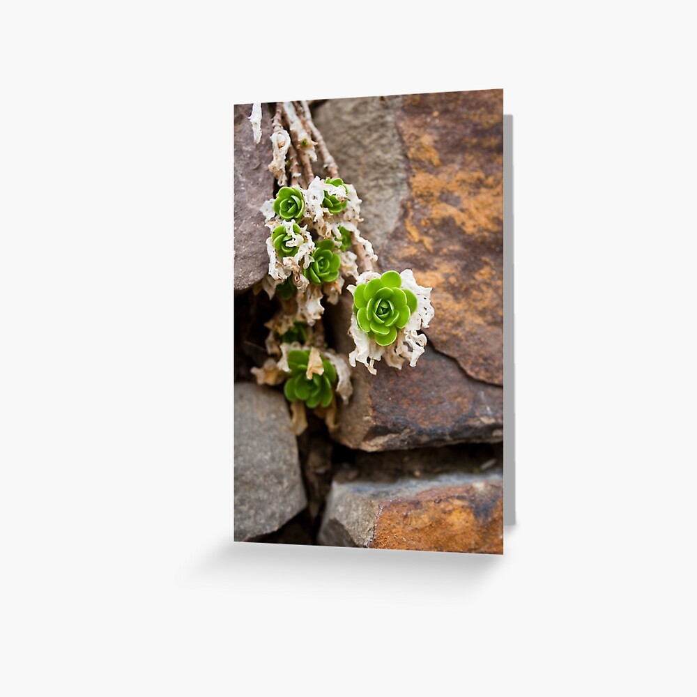 Item preview, Greeting Card designed and sold by littleoldhag.