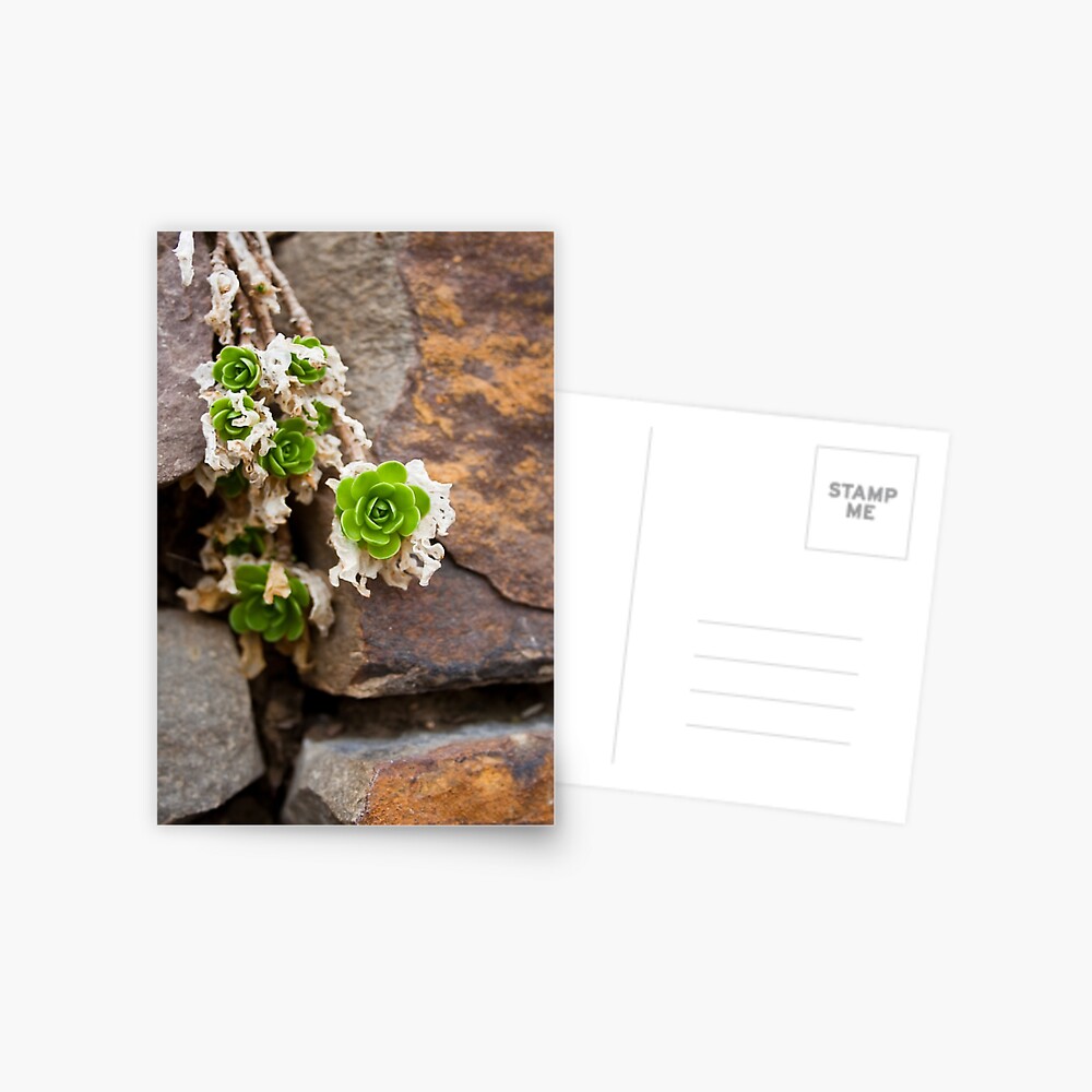 Item preview, Postcard designed and sold by littleoldhag.