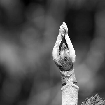 Artwork thumbnail, Hands Lifted by littleoldhag