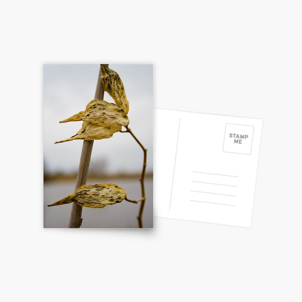 Item preview, Postcard designed and sold by littleoldhag.