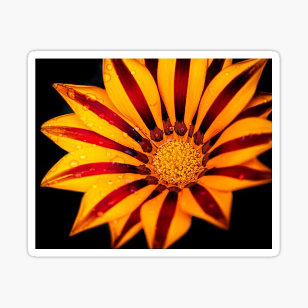 Sharp Flower Angle Sticker
