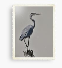 Great Blue Canvas Print