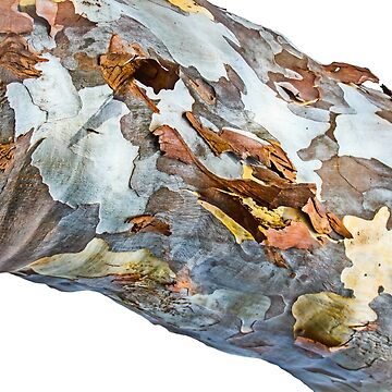 Artwork thumbnail, Patchwork Bark by littleoldhag