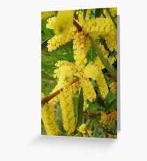 acacia branches Greeting Card