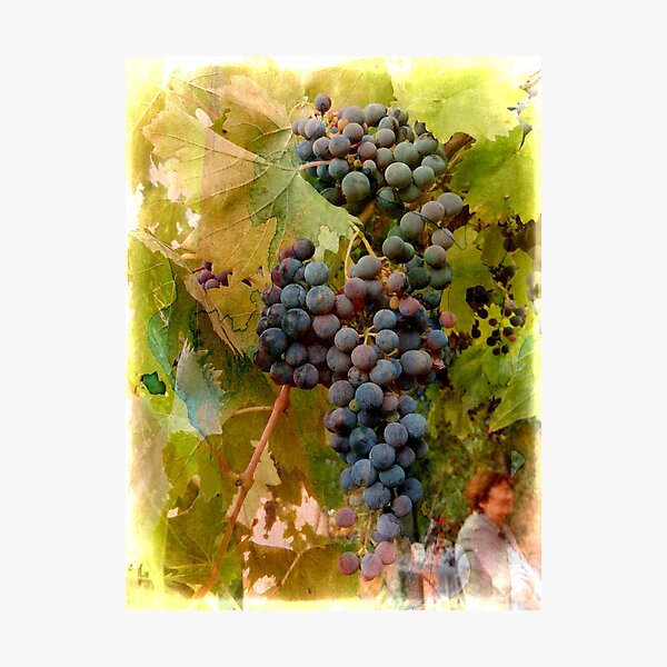 Item preview, Waiting For Wine designed and sold by ShannathShima.