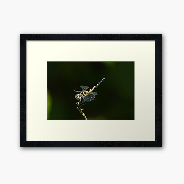 Female Blue Dasher Dragonfly Framed Art Print