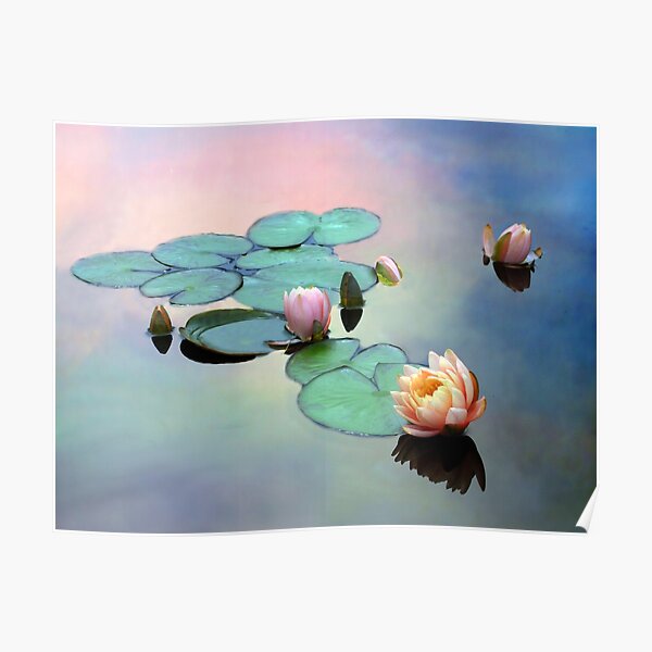 Lily Pad Float Posters Redbubble