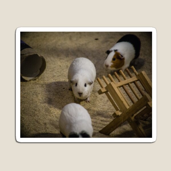 guinea pig Magnet