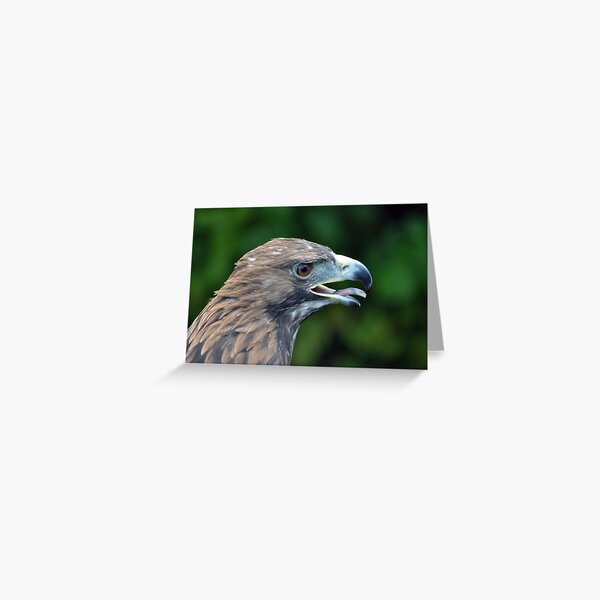 Item preview, Golden Eagle @ Woolston Show designed and sold by Chris Monks.