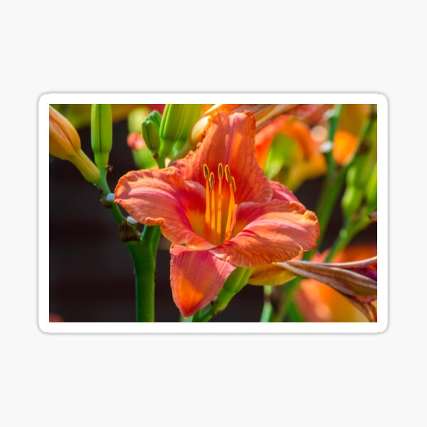Regent Square Day Lily 2019 Sticker