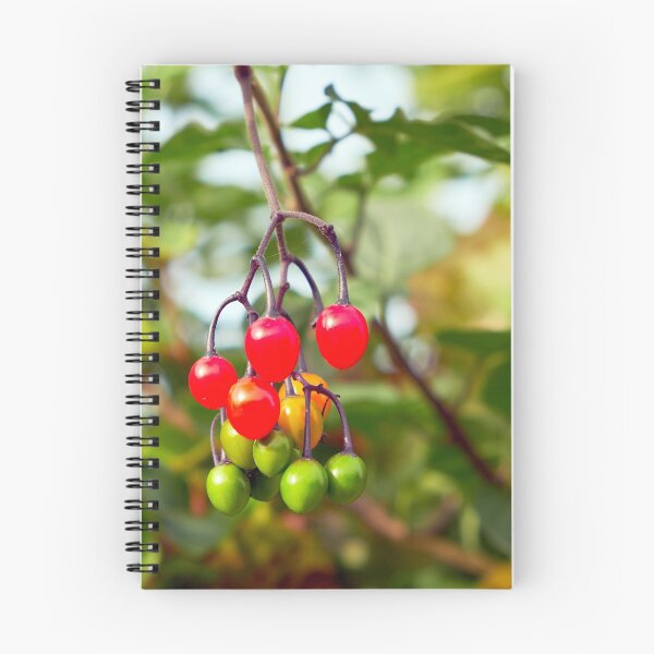 Item preview, bittersweet (Solanum dulcamara) berries designed and sold by Hugh McKean.