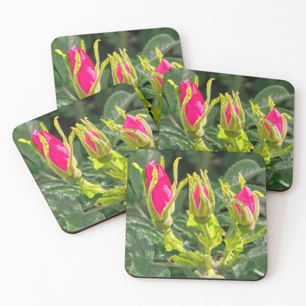 Item preview, Rosa rugosa flower buds designed and sold by Hugh McKean.