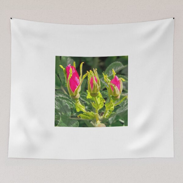 Item preview, Rosa rugosa flower buds designed and sold by Hugh McKean.