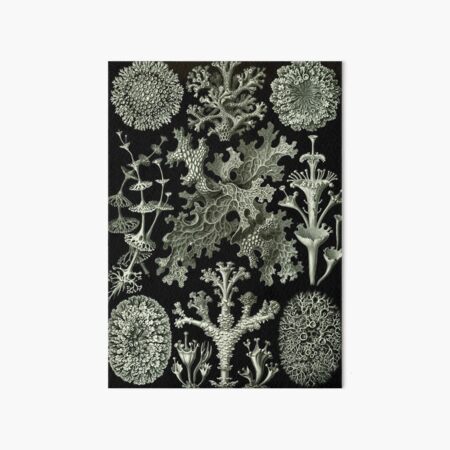 Vista previa del artículo con la obra «Historia natural del liquen», diseñado y vendido por BlueSpecsStudio.