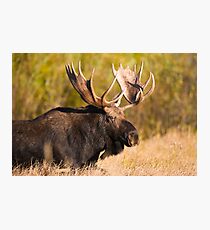 Bull Moose Photographic Print
