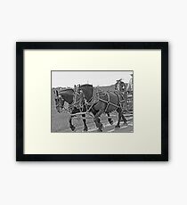 Black Team - Bar U Ranch Framed Print