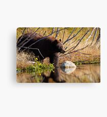 Cinnamon Bear Canvas Print
