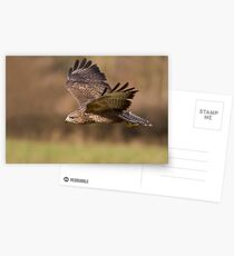 Buteo buteo Postcards