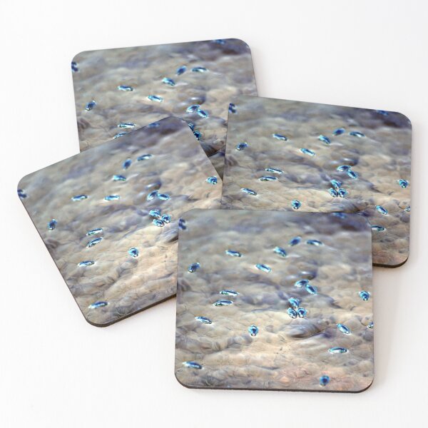 Item preview, water beetles designed and sold by Mandiluwho.