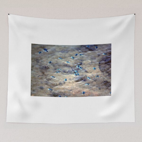 Item preview, water beetles designed and sold by Mandiluwho.