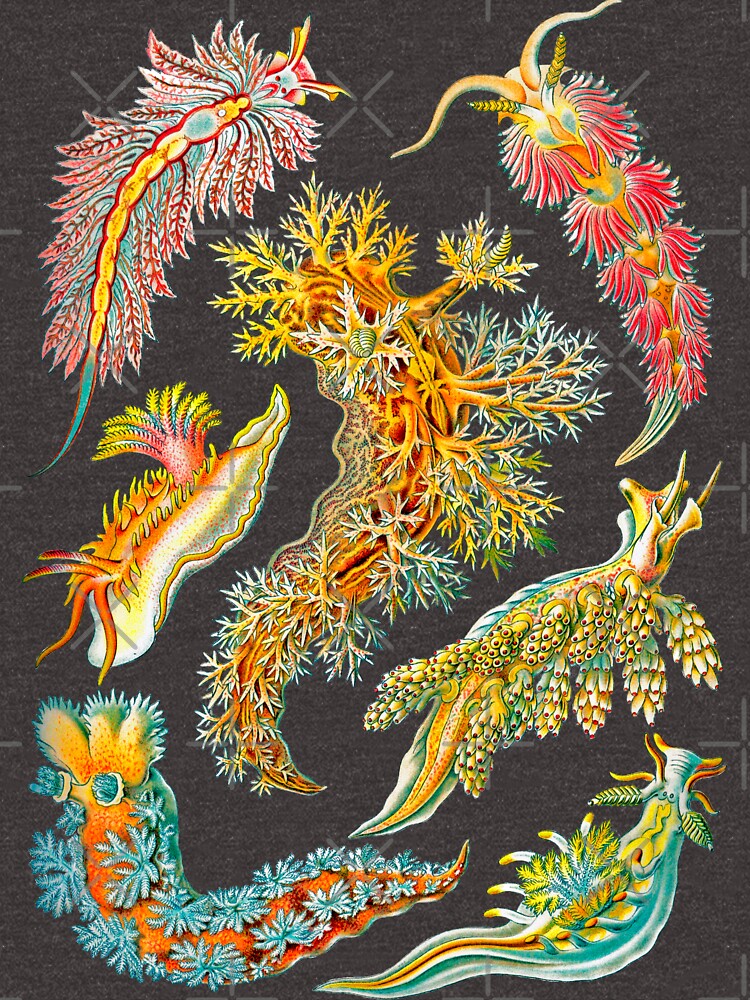 Ernst Haeckel Nudibranch Sea Slugs by aimeewilson