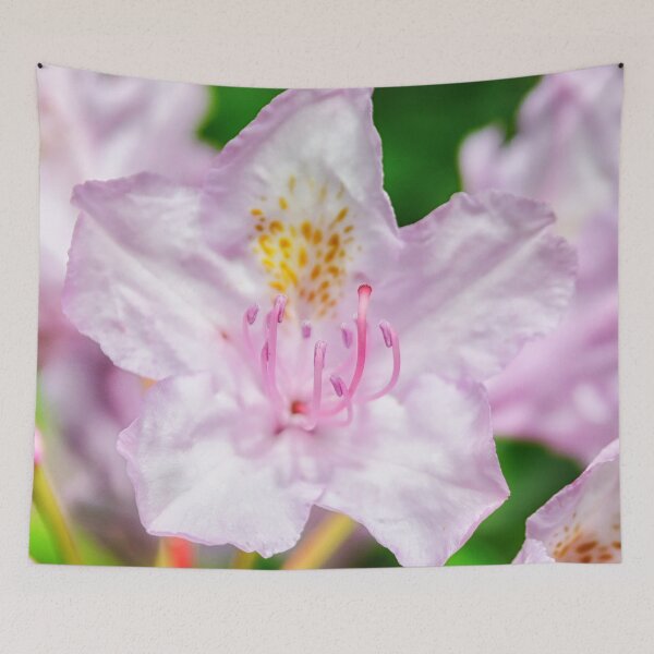 Item preview, Rhododendron Macro, Glamis Castle Gardens, Scotland, UK designed and sold by Yannik Hay.