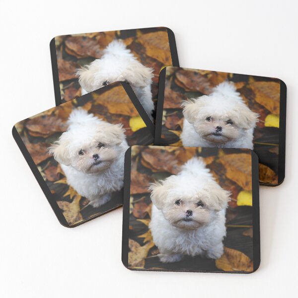 Item preview, Dog: Curly Bichon 53 - Design designed and sold by Dan-Barisi.