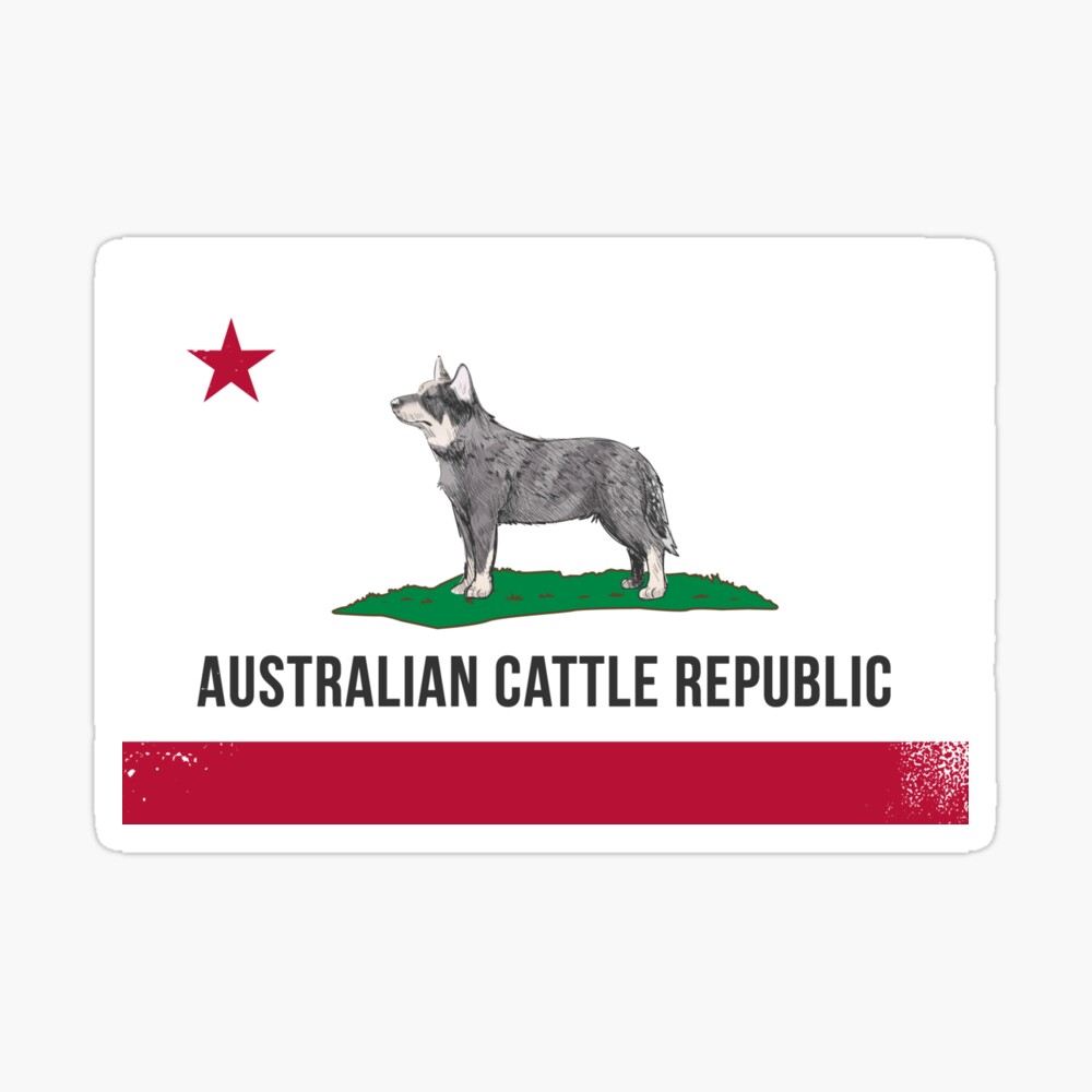 aussie cattle
