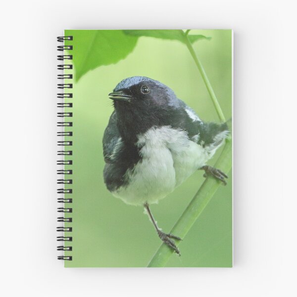 Item preview, Black-throated Blue Warbler designed and sold by WorldDesign.