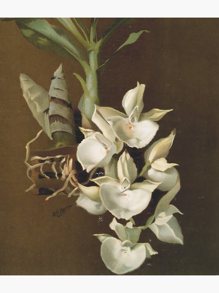 Tarjetas de felicitación «Botánica antigua: dibujo de una hermosa flor  blanca (orquídea Catasetum bungherotii)» de AntiqueScience | Redbubble