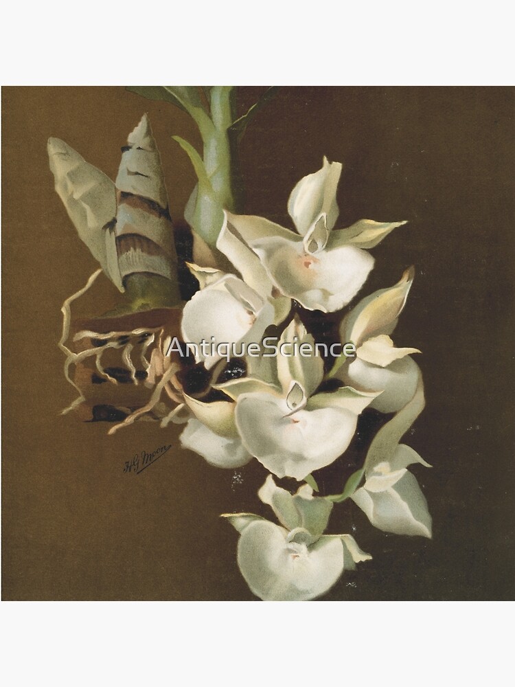 Bolsa de tela «Botánica antigua: dibujo de una hermosa flor blanca (orquídea Catasetum bungherotii)» de AntiqueScience | Redbubble Bolsa de tela «Botánica antigua: dibujo de una hermosa flor blanca (orquídea Catasetum bungherotii)» de AntiqueScience | Redbubble