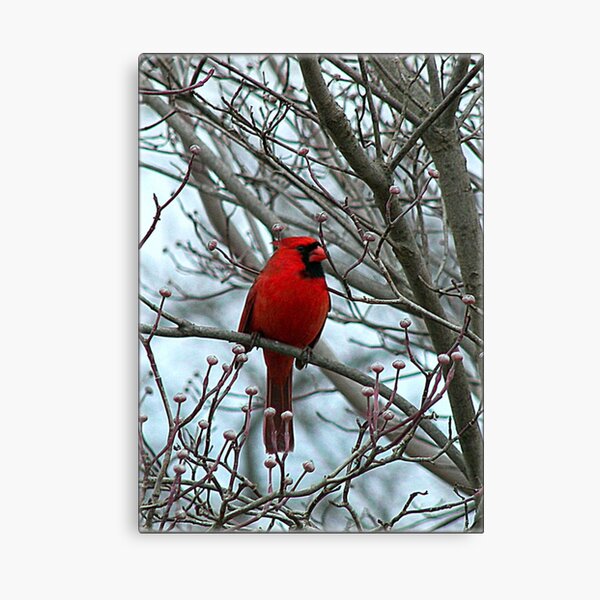 Cardinal in Winter Canvas Print