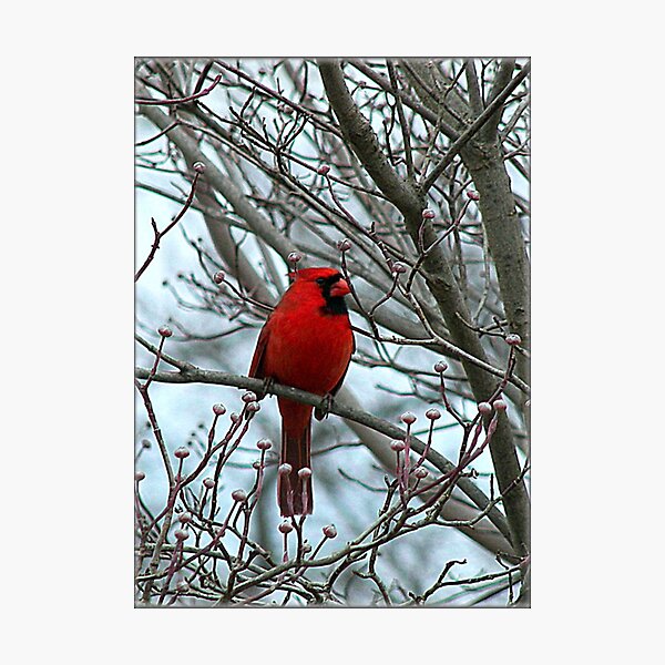 Cardinal in Winter Photographic Print