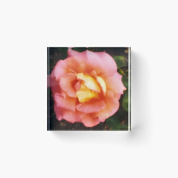 Item preview, Light Orange and Pink Rose designed and sold by The Rage Garden.