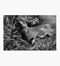 Lying By the Side of the Road Photographic Print