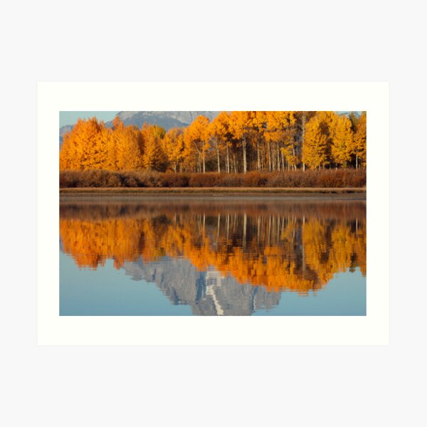Aspen Grove Aflame At The Oxbow Art Print